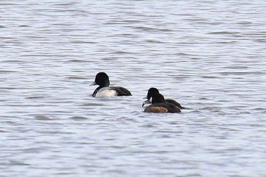 Greater Scaup - ML405834891