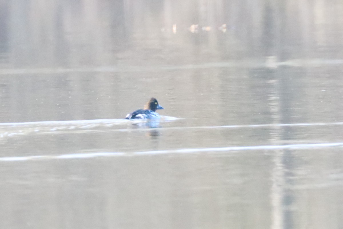 hohol severní - ML405834981