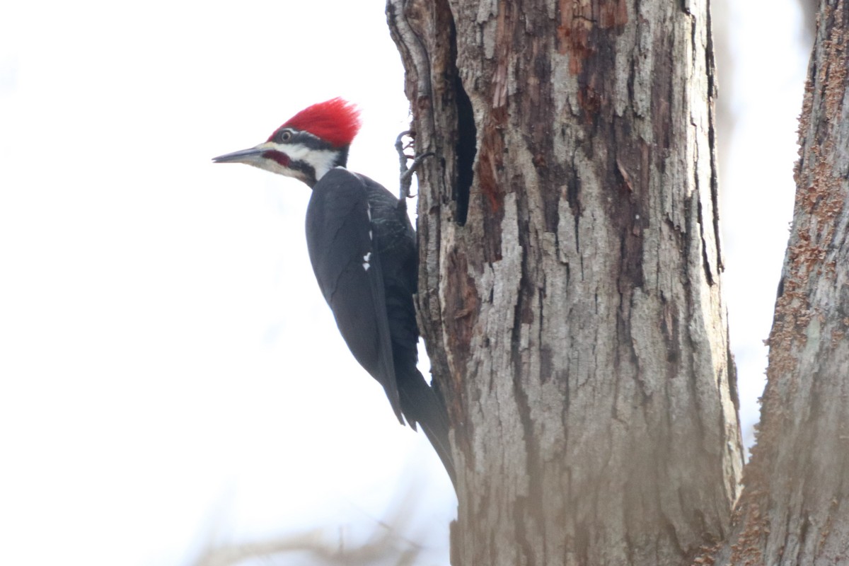 datel chocholatý - ML405835731