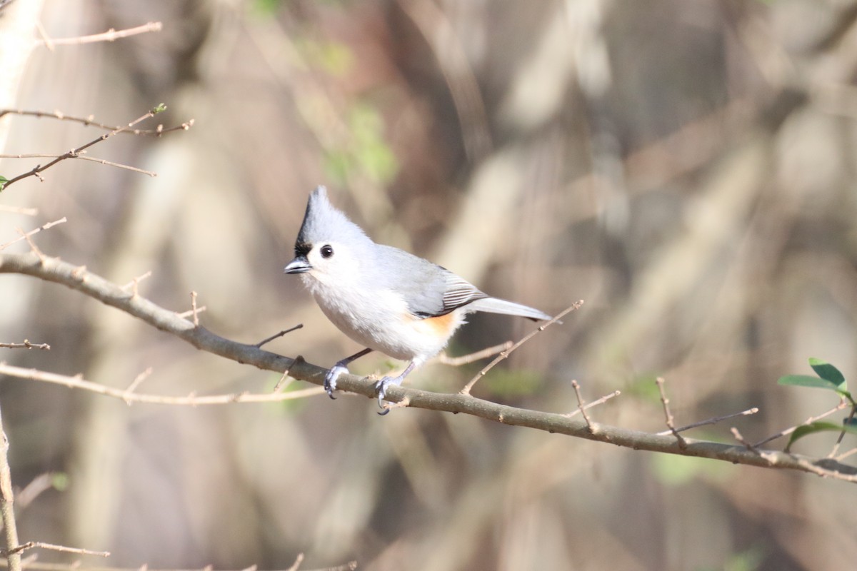 sýkora rezavoboká - ML405835901