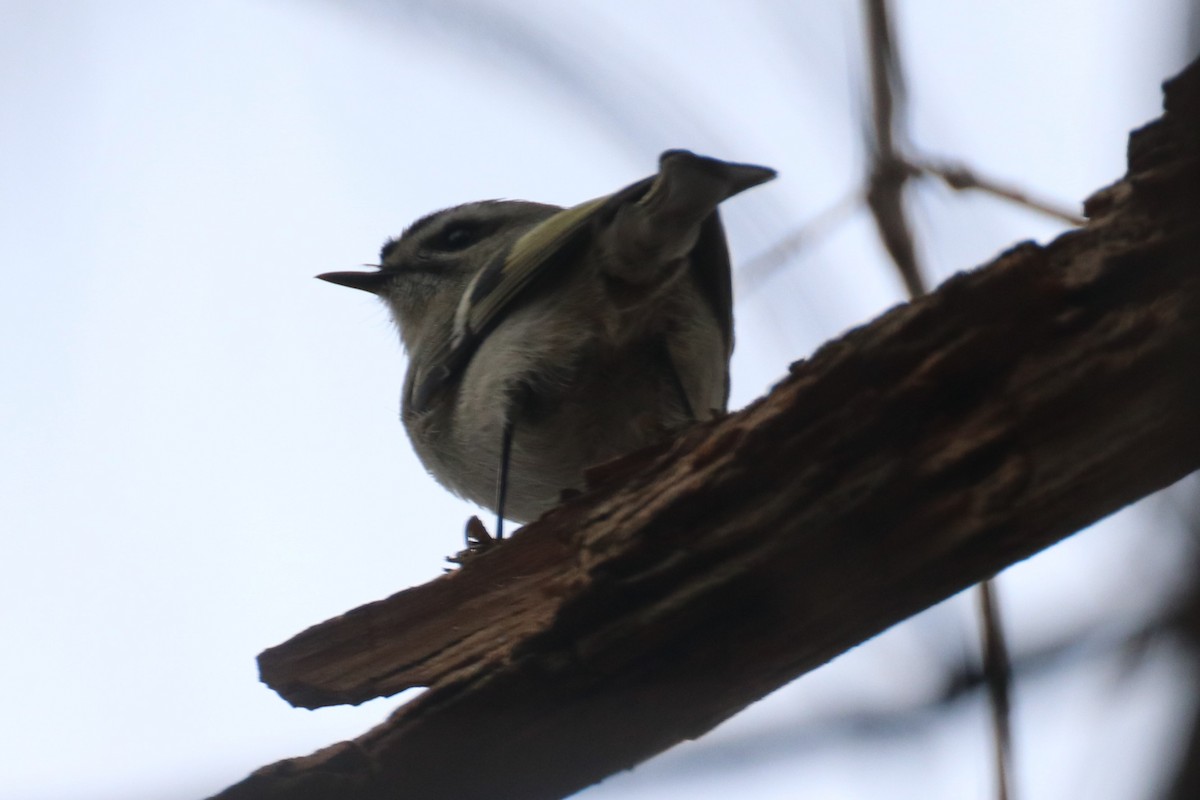 králíček zlatohlavý - ML405835951