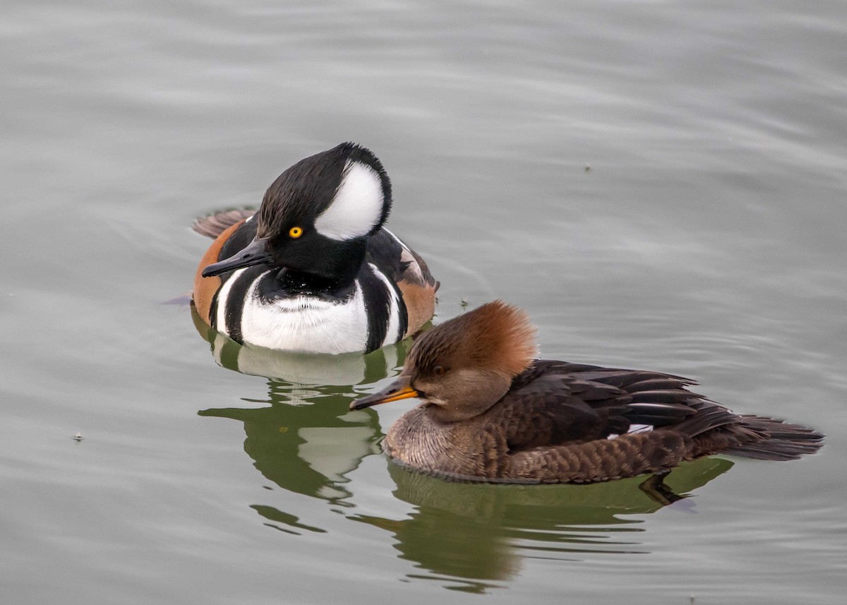 Hooded Merganser - Ken Pride