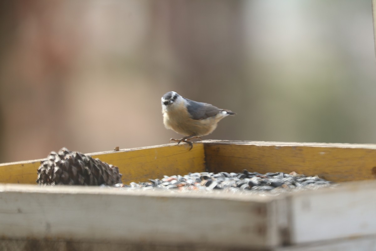 brhlík americký - ML405836131