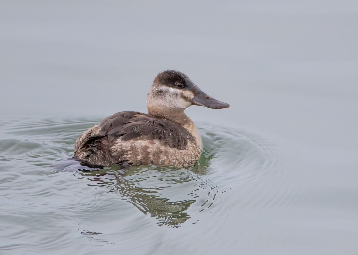 Ruddy Duck - Ken Pride