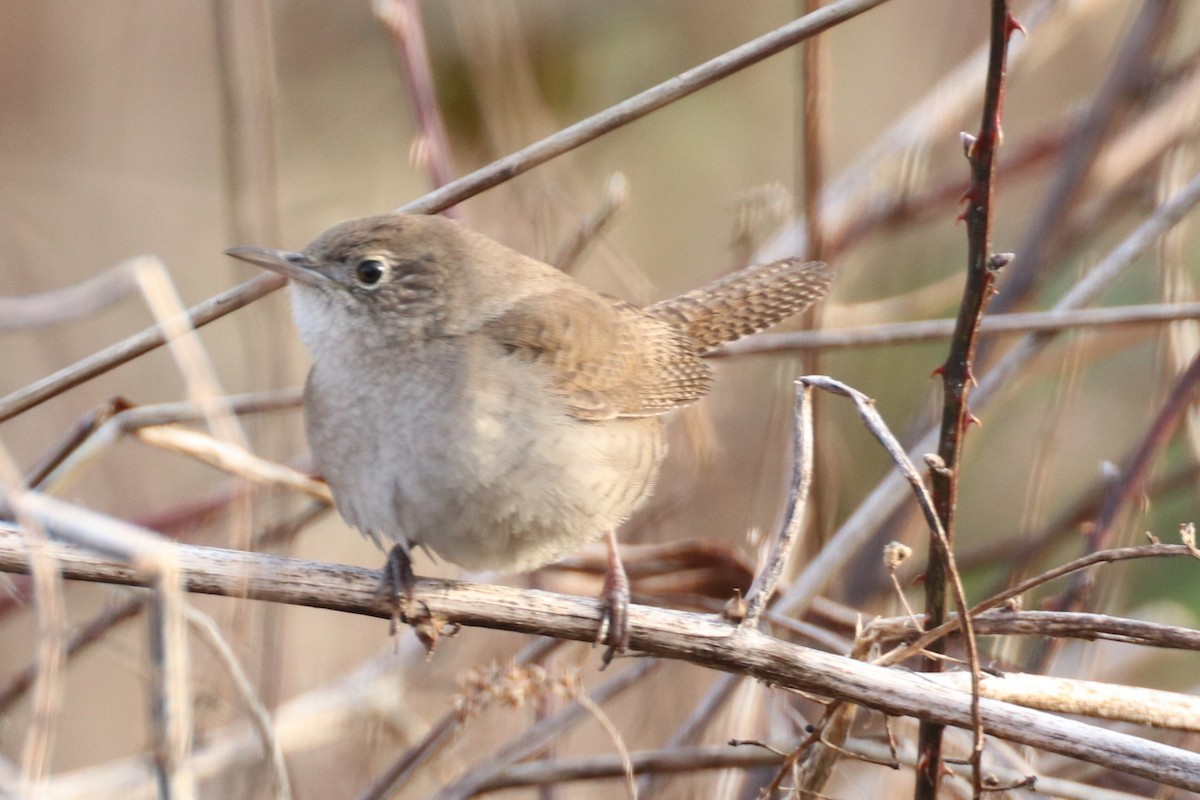 střízlík zahradní - ML405836401