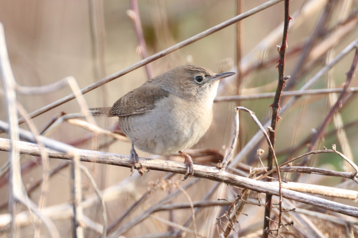 střízlík zahradní - ML405836411