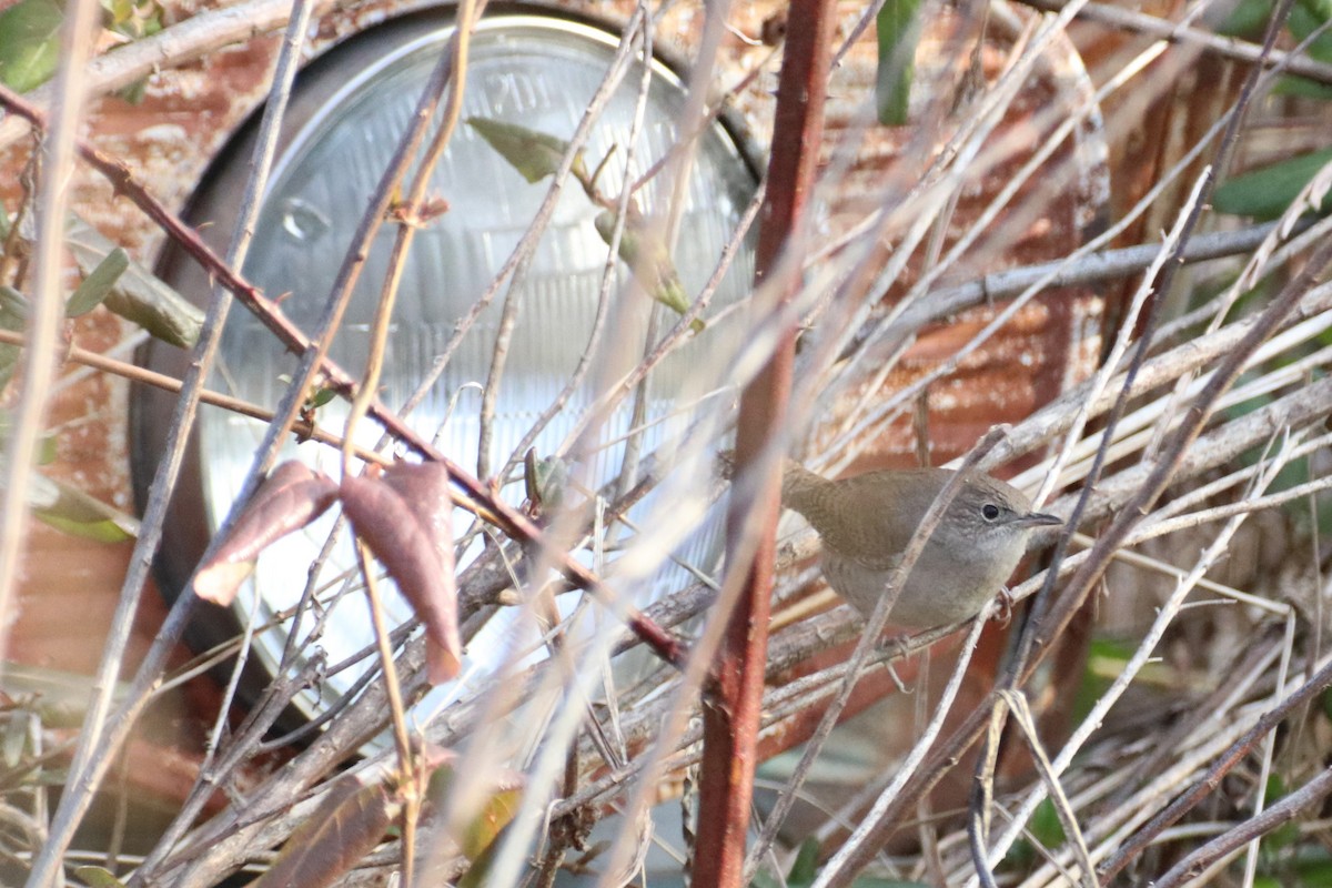 střízlík zahradní - ML405836421