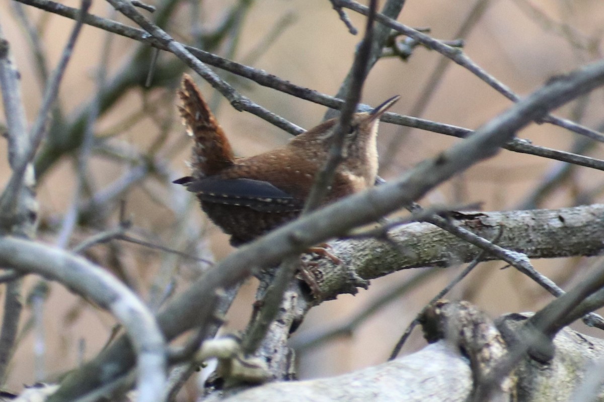 střízlík kanadský - ML405836731