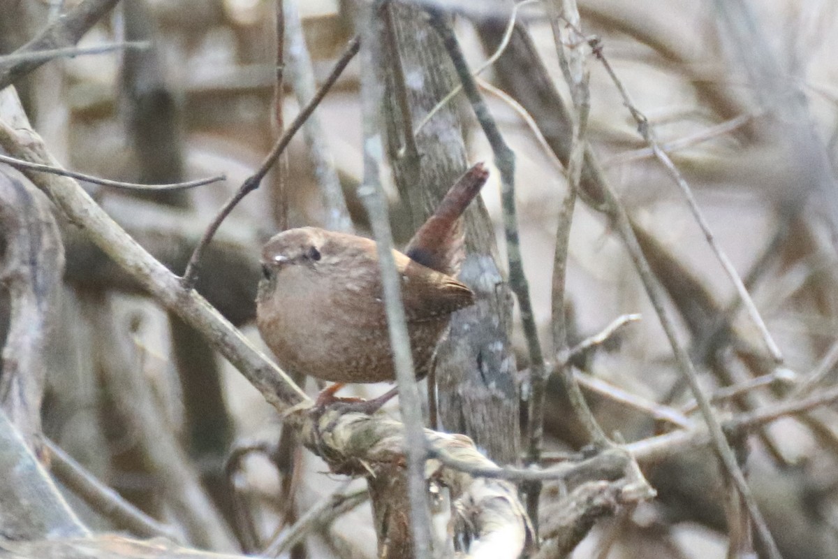 střízlík kanadský - ML405836741