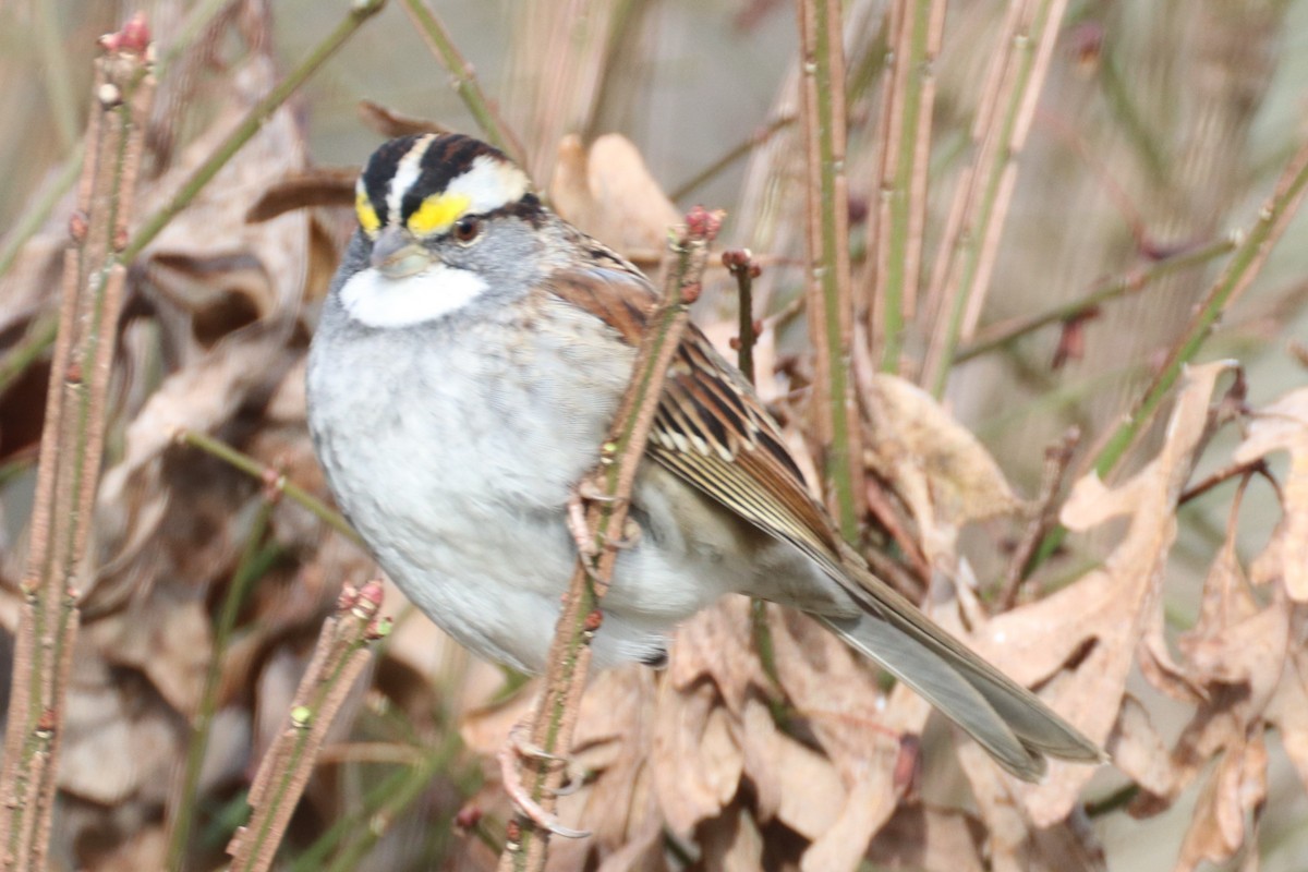 strnadec bělohrdlý - ML405837021