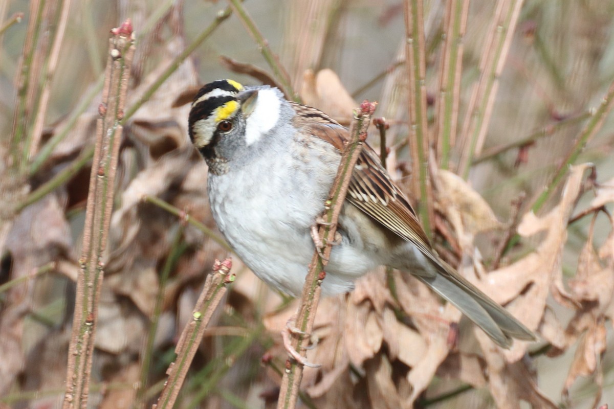 strnadec bělohrdlý - ML405837031