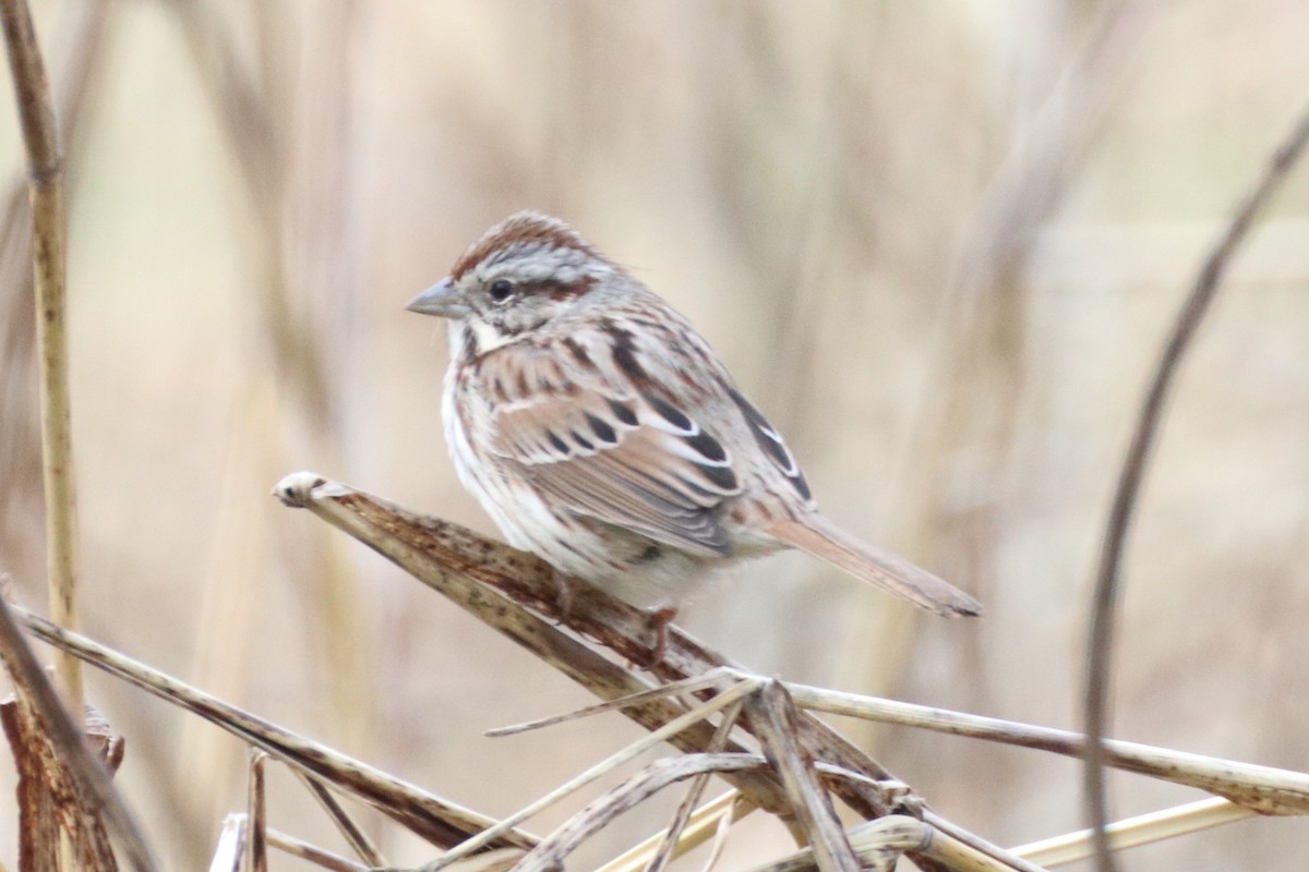 strnadec zpěvný - ML405837191