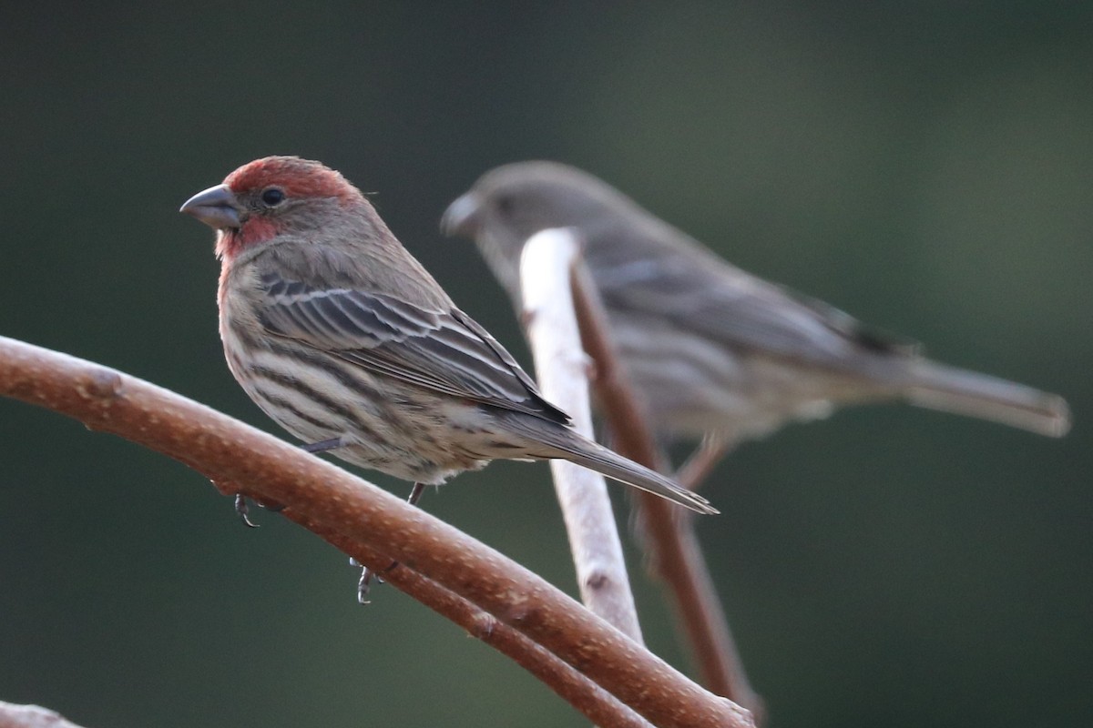 hýl rudoprsý - ML405837701