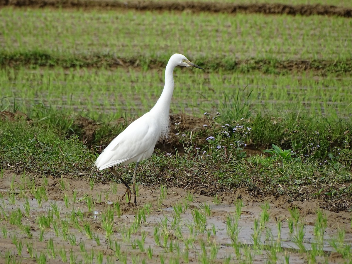 volavka prostřední - ML405837801