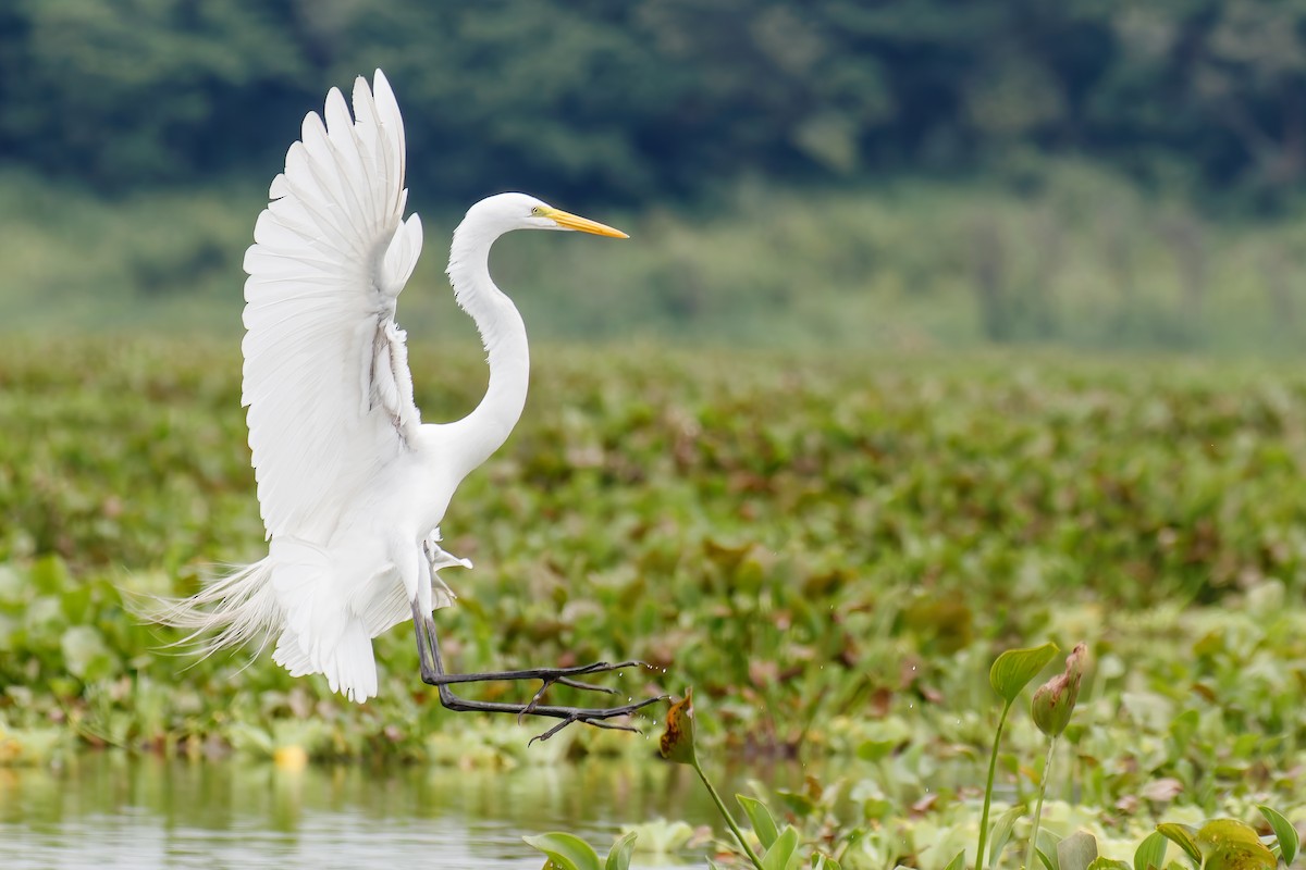 Great Egret - Cesar Ponce