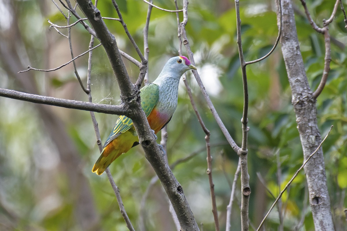 Rose-crowned Fruit-Dove - Stephen Murray