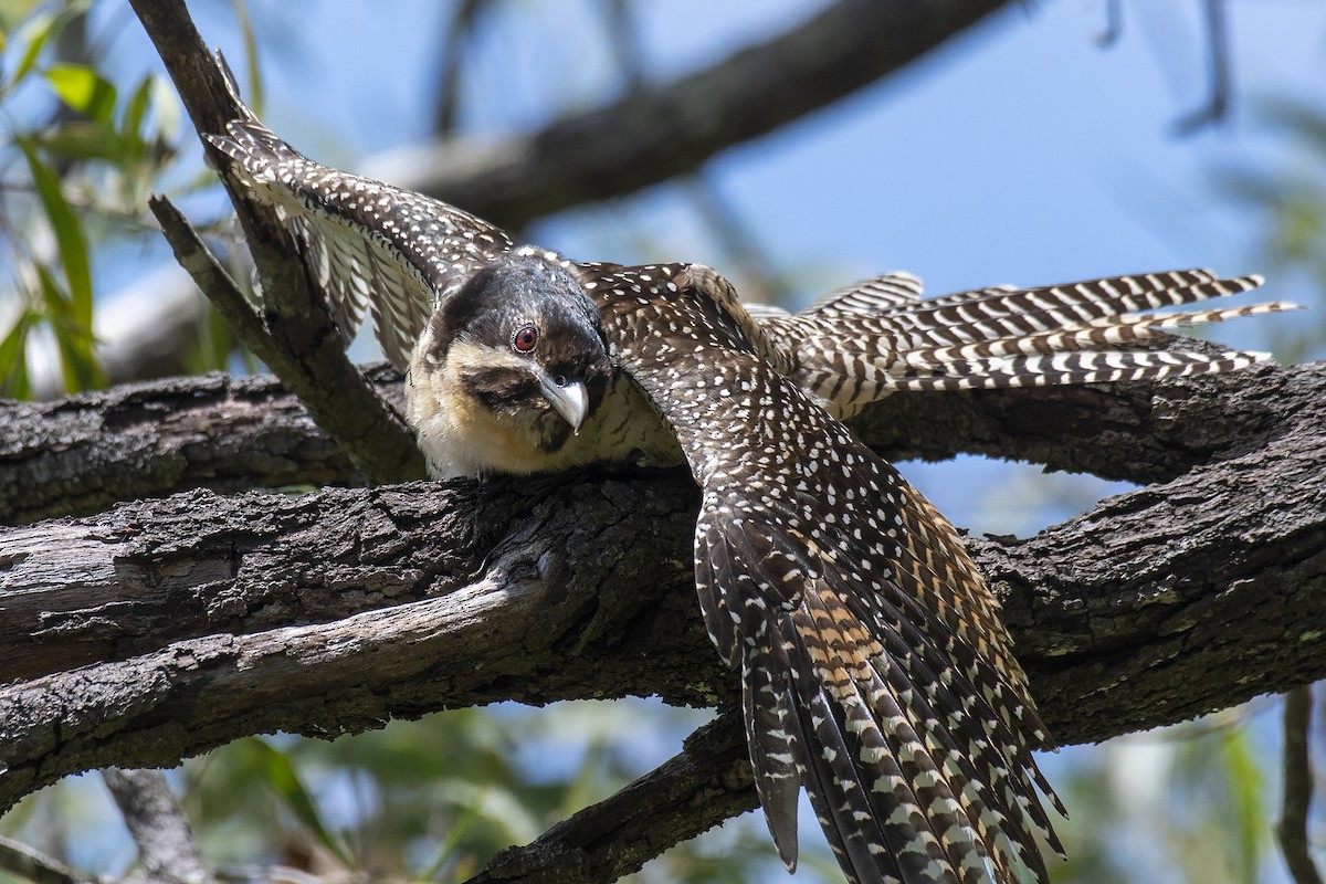 Pacific Koel (Australian) - ML405839471