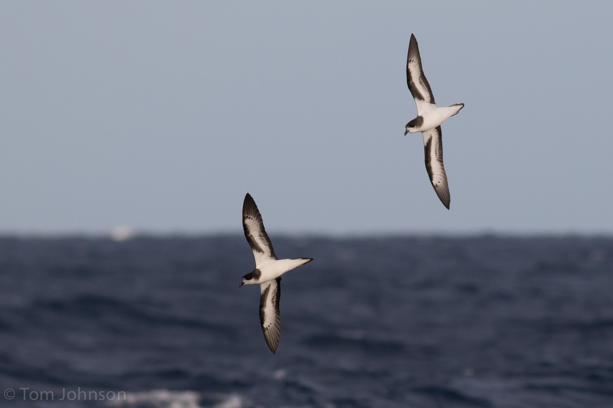 Bermuda Petrel - ML40583991