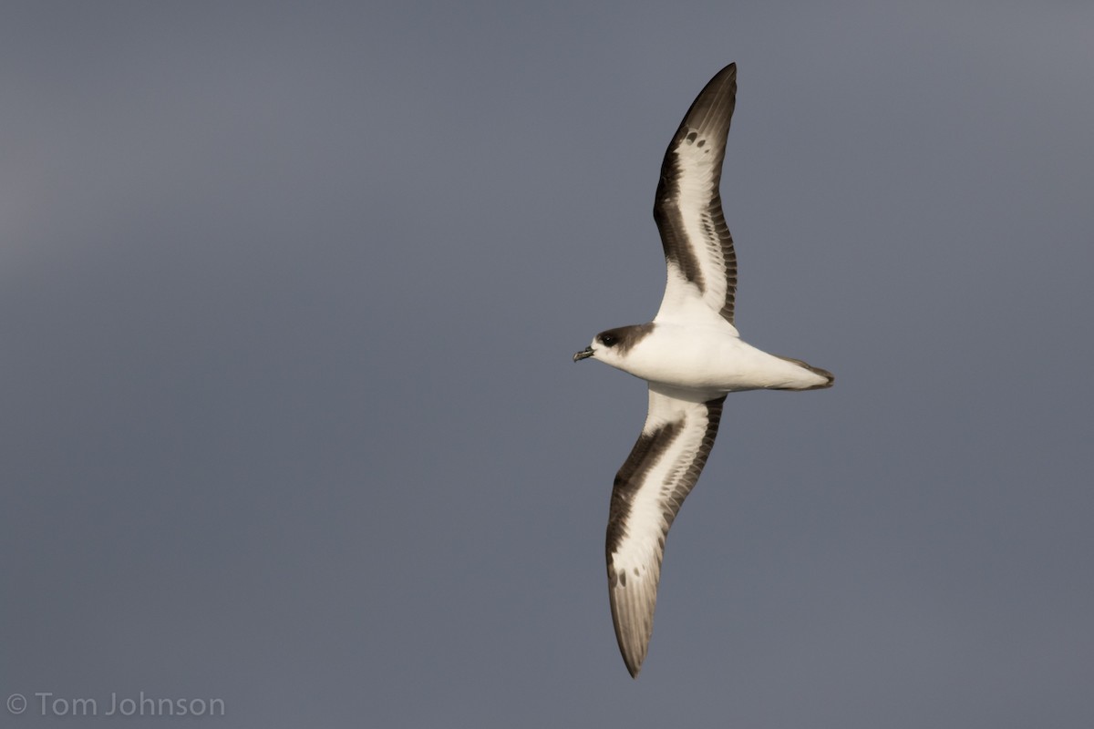 Bermuda Petrel - ML40584001