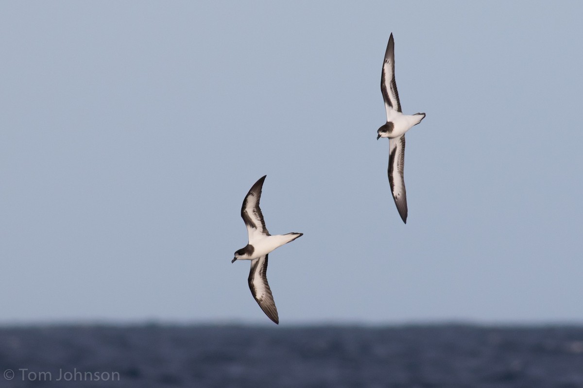 Bermuda Petrel - Tom Johnson