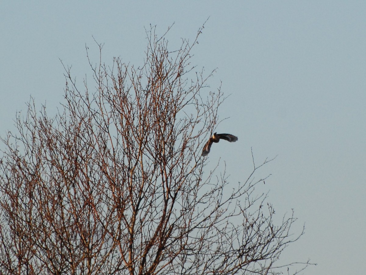 Great Gray Shrike - ML405840581