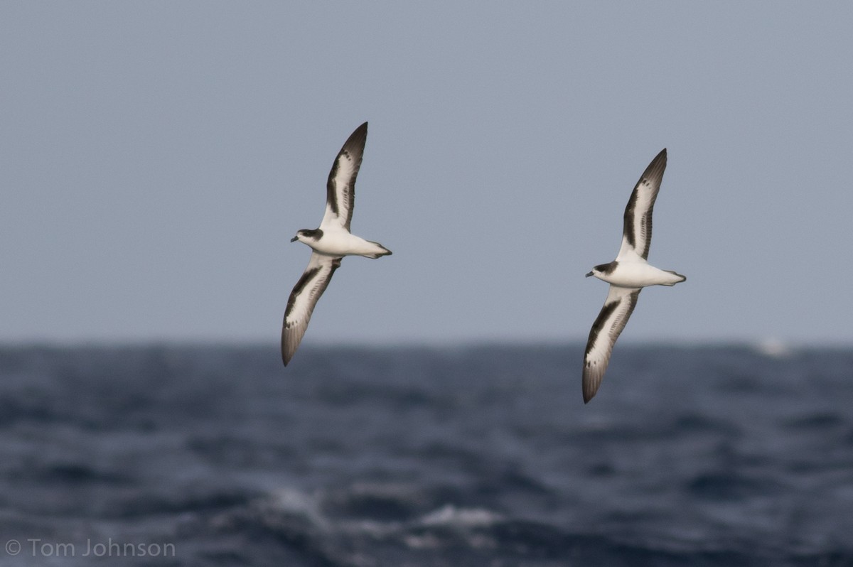 Bermuda Petrel - ML40584101