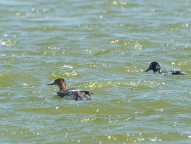 Red-breasted Merganser - jimmy Yao