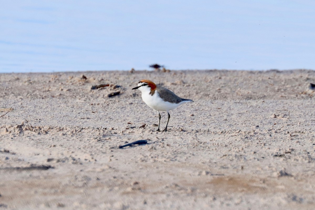 Red-capped Plover - ML405841871