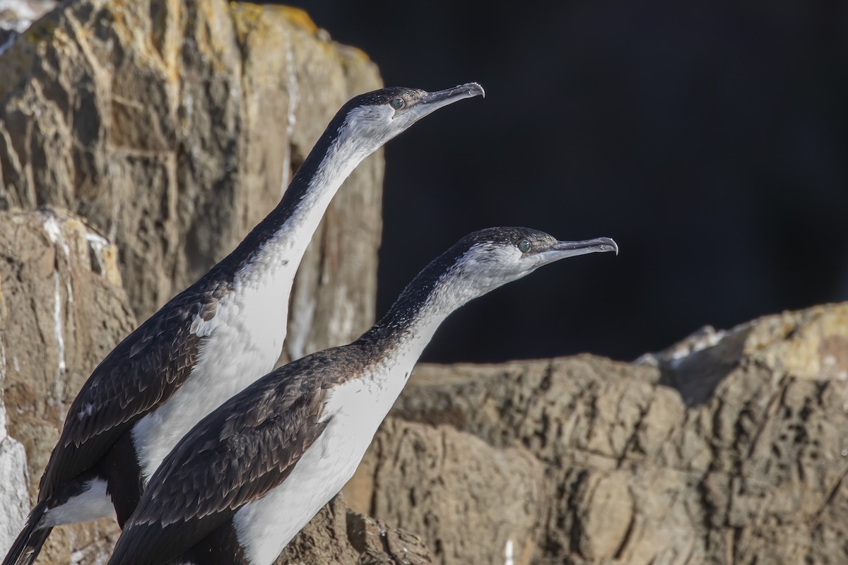 Black-faced Cormorant - ML405842001