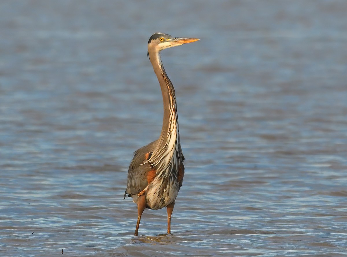 Great Blue Heron - Jerry Ting