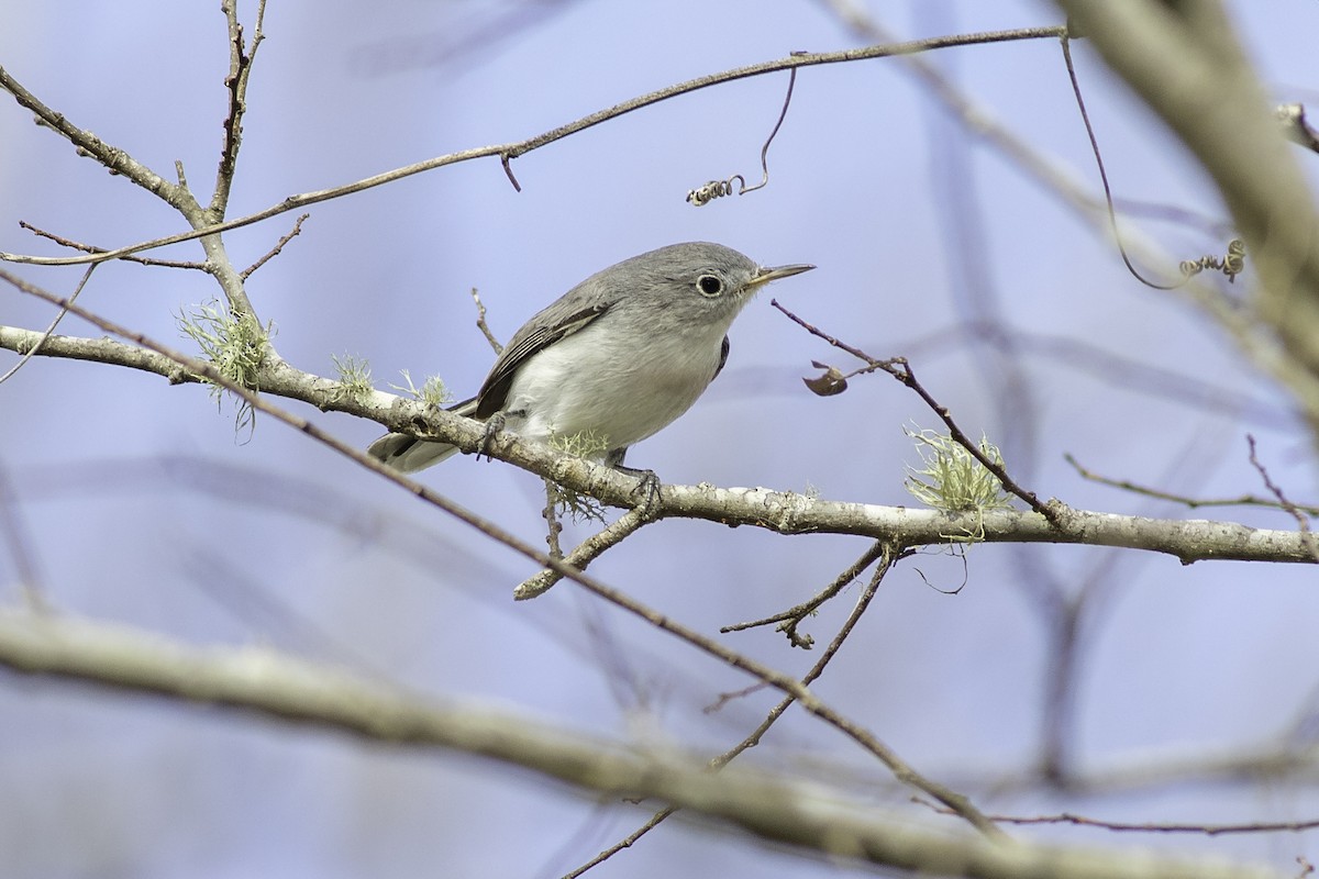 Blue-gray Gnatcatcher - ML405843911