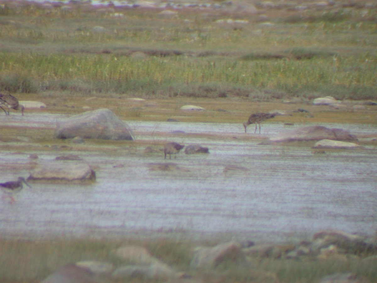 Hudsonian Godwit - ML405844061