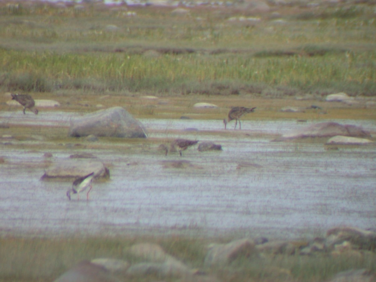 Hudsonian Godwit - ML405844081