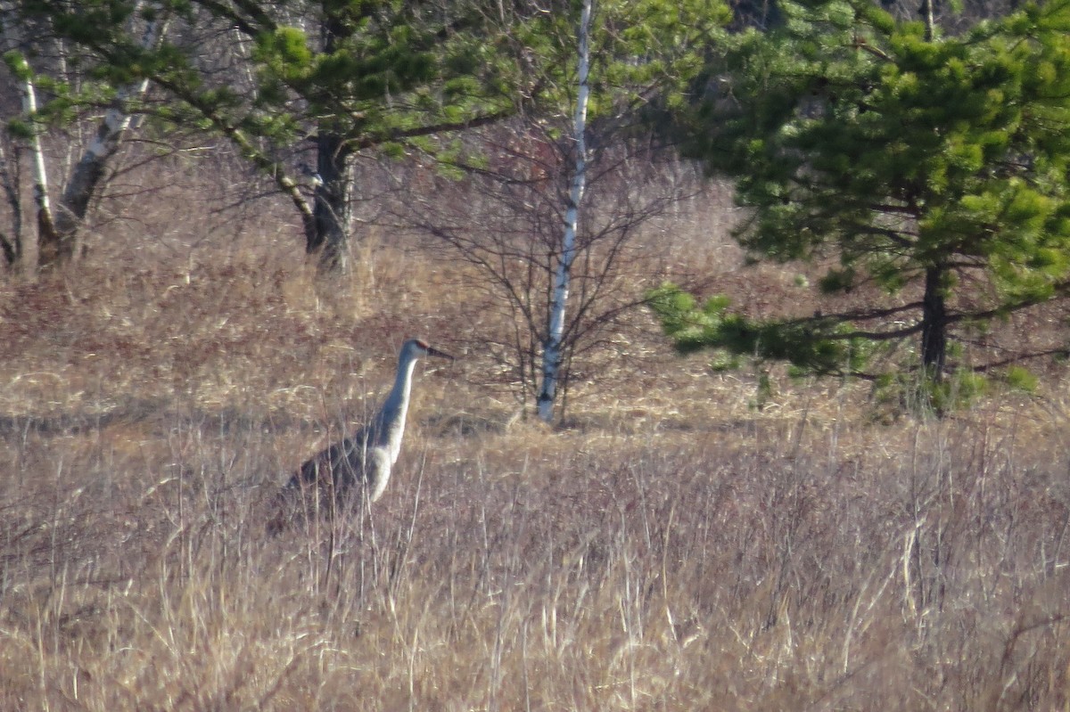 Sandhill Crane - ML40584441