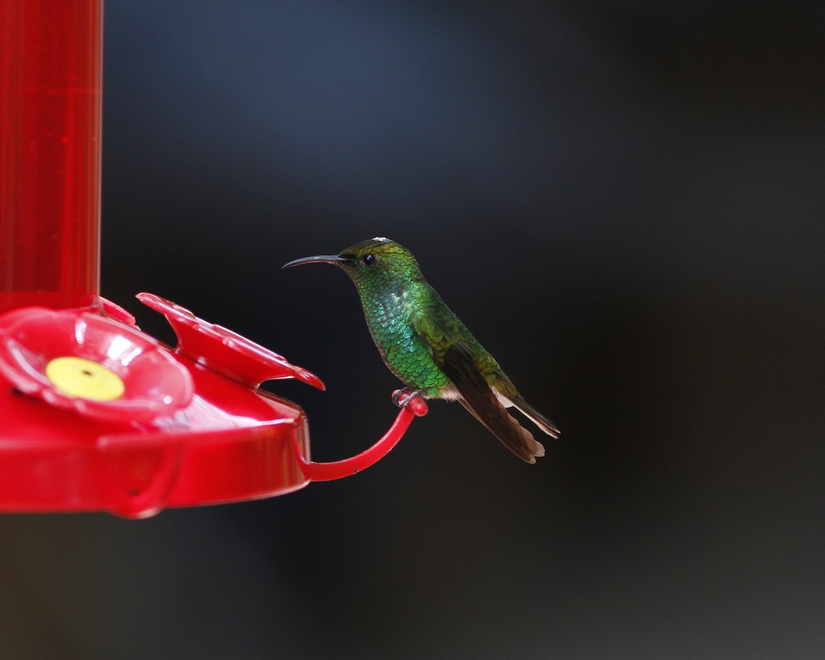 Coppery-headed Emerald - ML405846581