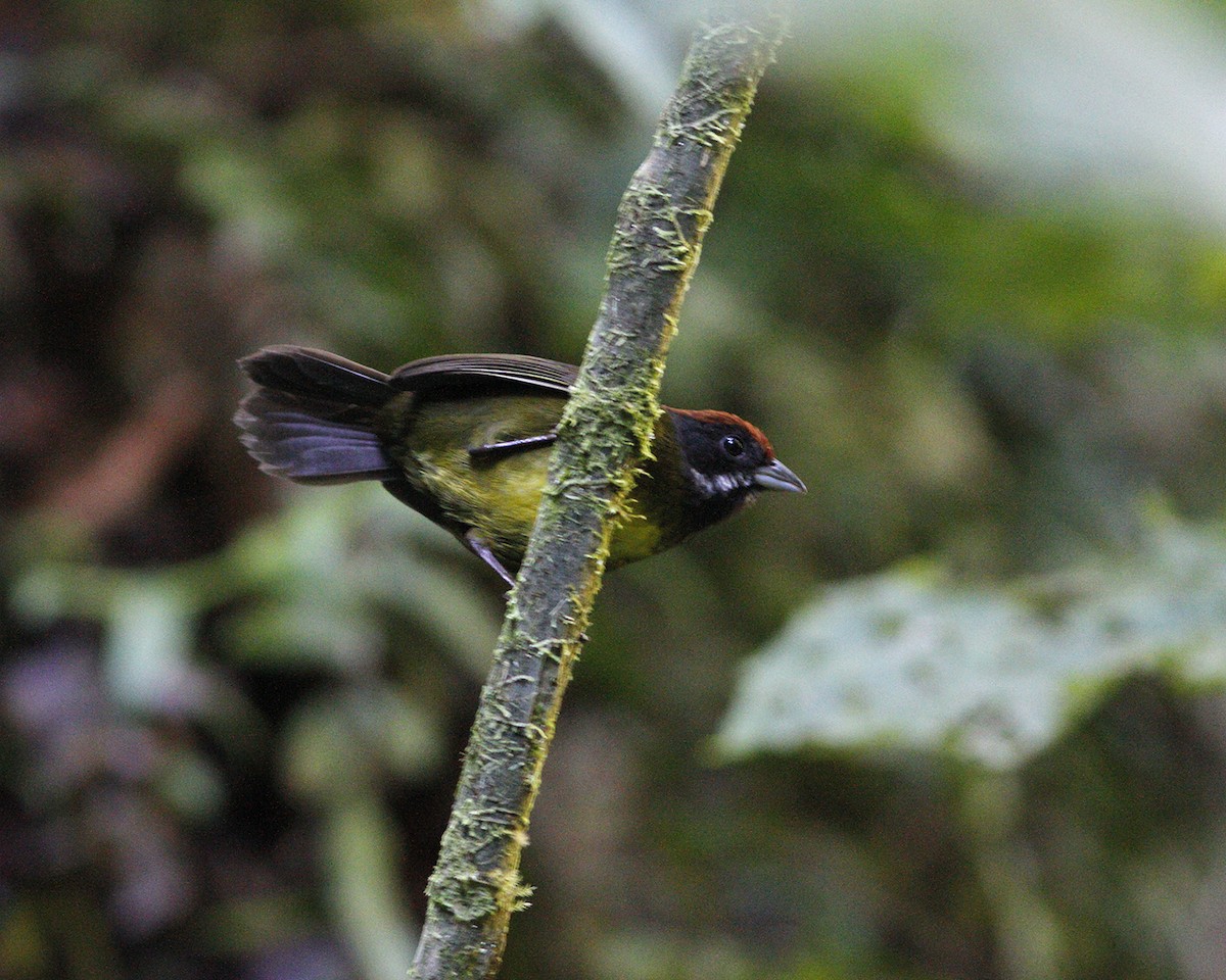 Sooty-faced Finch - ML405846991