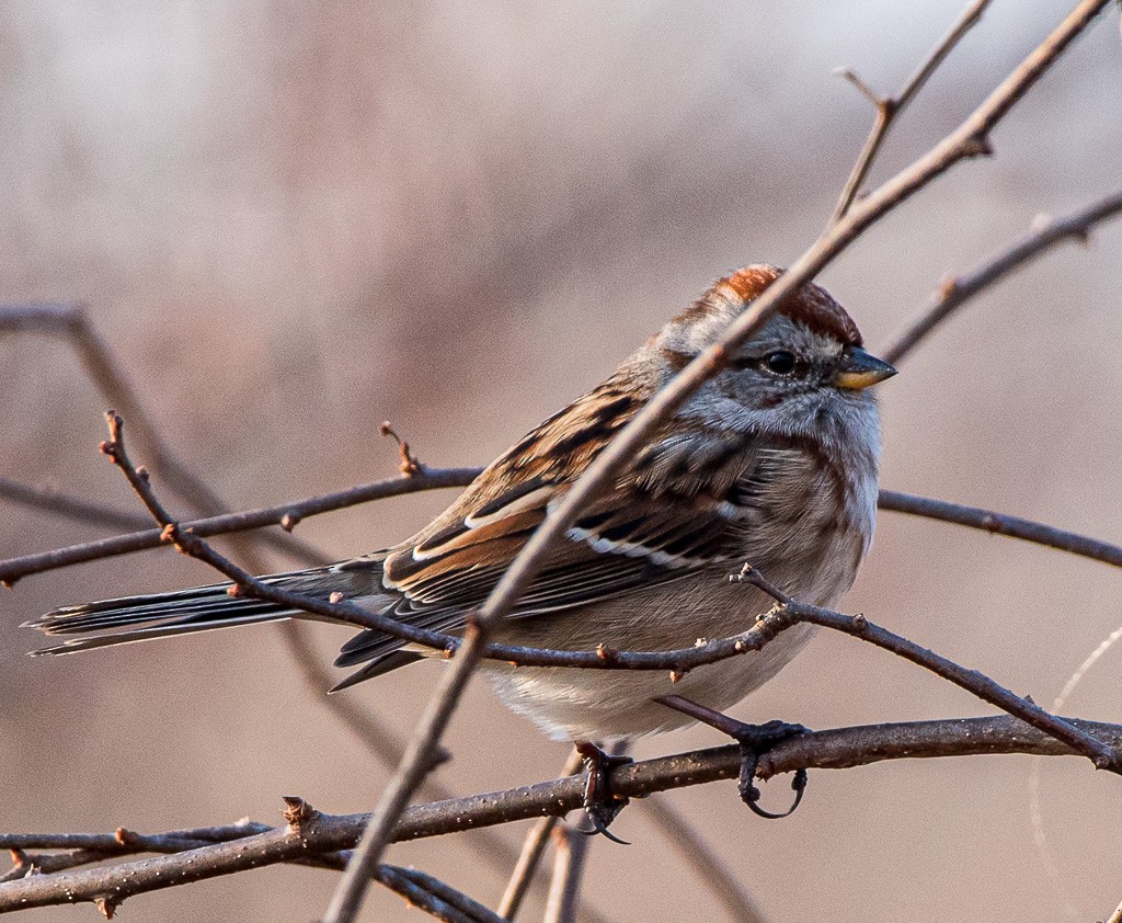 American Tree Sparrow - ML405849761