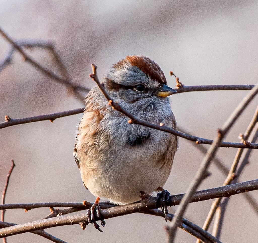 American Tree Sparrow - ML405849801