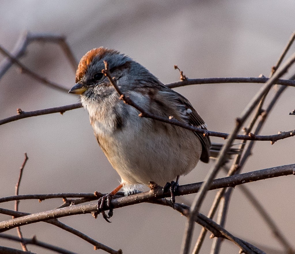 American Tree Sparrow - ML405849811