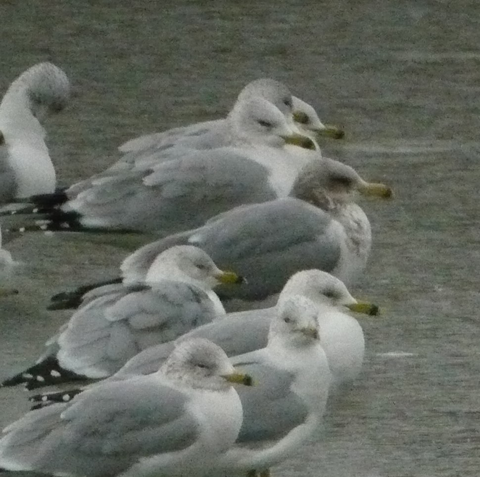 Gaviota Californiana - ML405851511