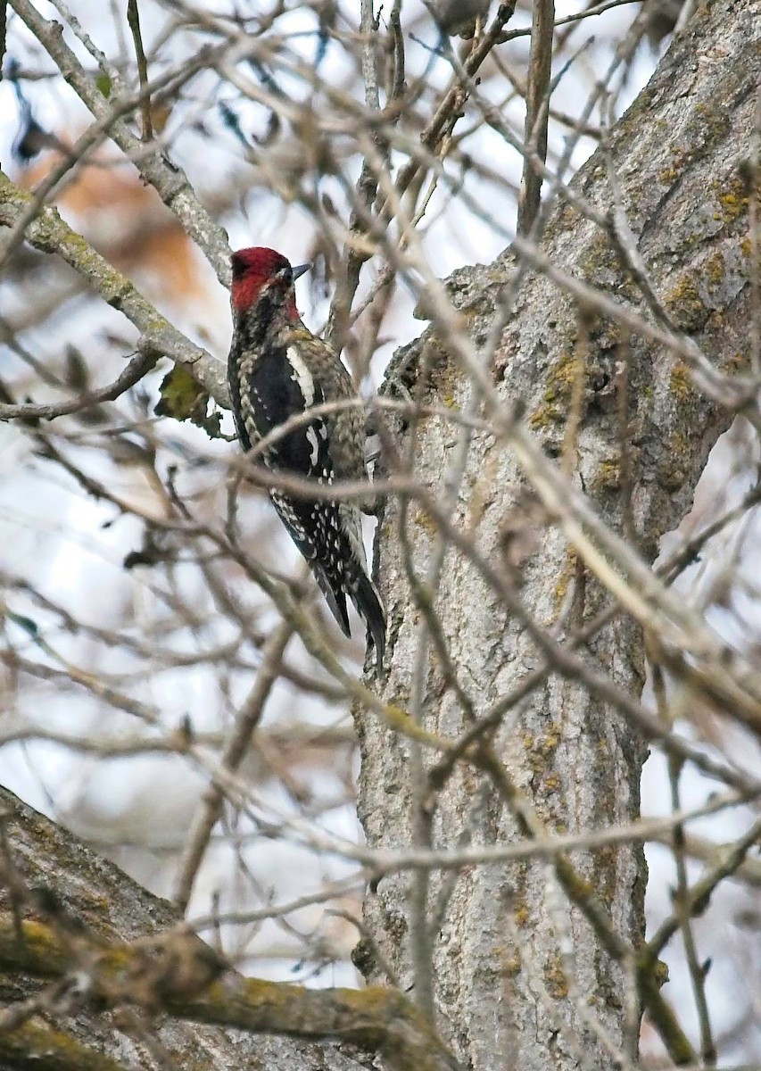 Red-naped Sapsucker - ML405853101