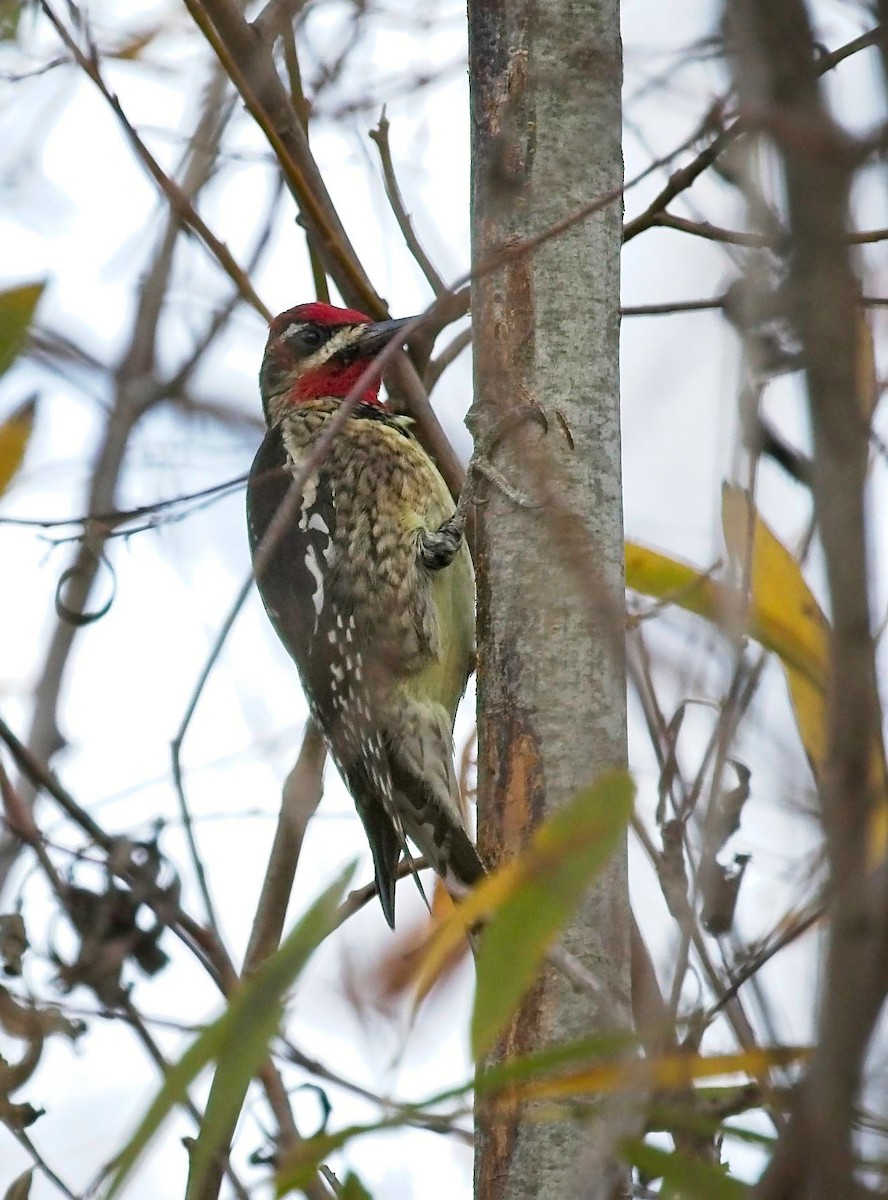 Red-naped Sapsucker - ML405853111