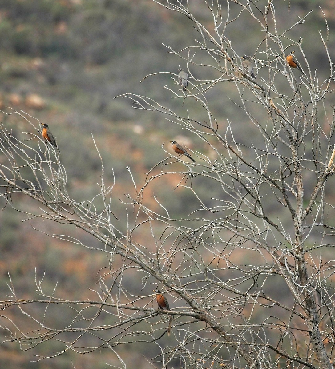 קיכלי נודד - ML405853331