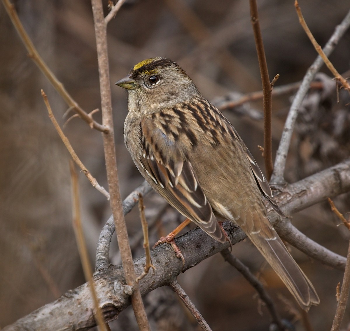 Bruant à couronne dorée - ML405853401