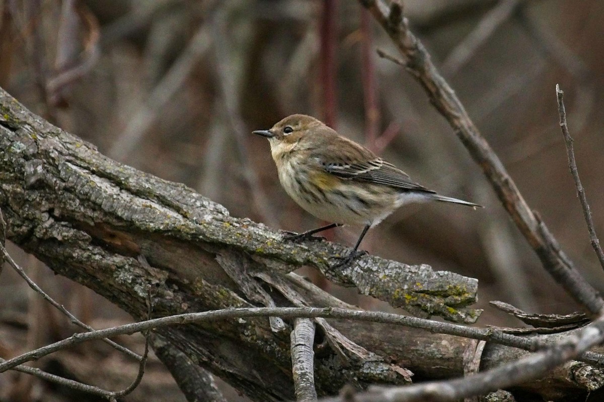 Yellow-rumped Warbler (Myrtle) - ML405853511