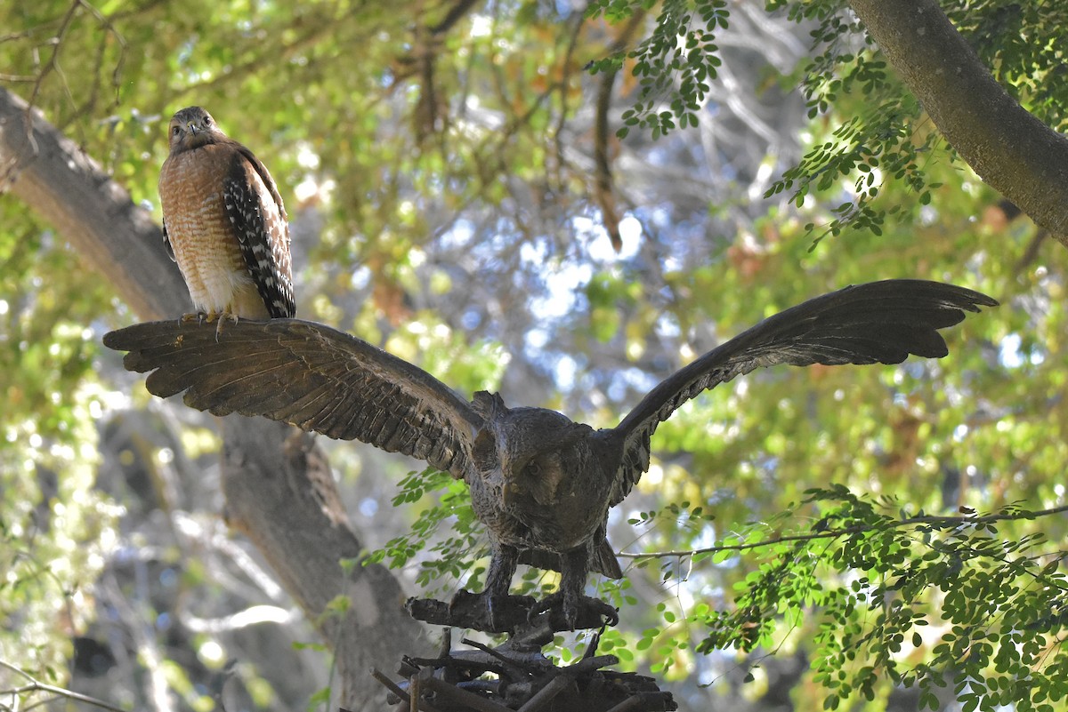 eBird Checklist - 14 Jan 2022 - Quinta Mazatlan WBC (LTC 063) - 28 ...