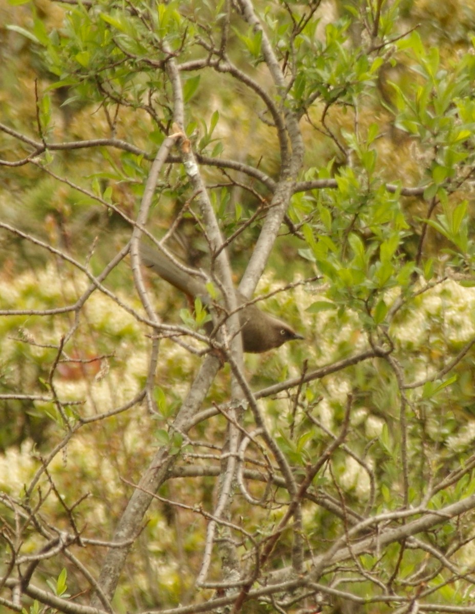 Elliot's Laughingthrush - ML405855841