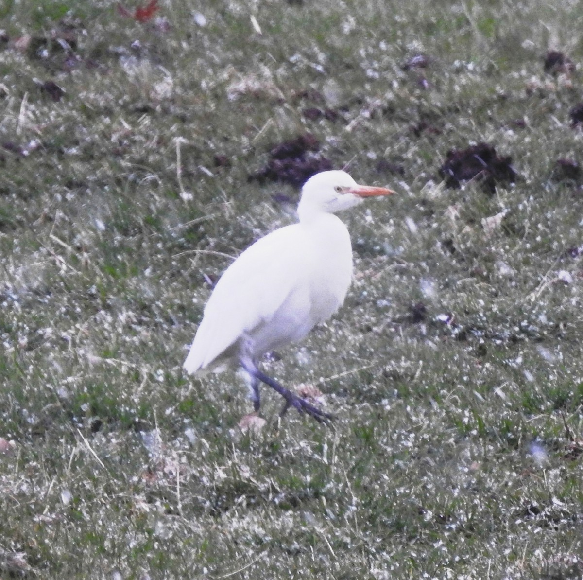 Western Cattle Egret - ML40585621