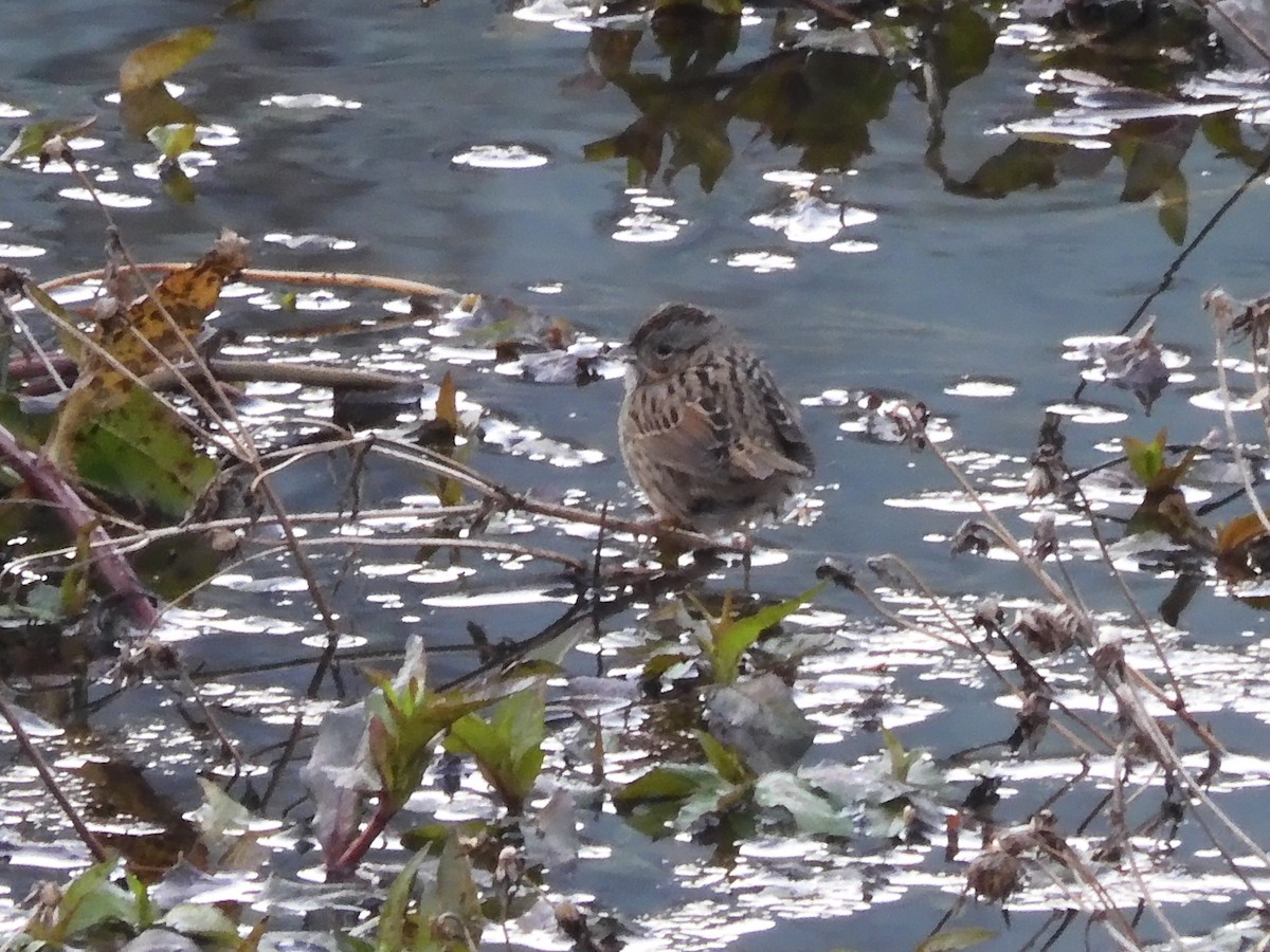 Lincoln's Sparrow - ML405856261