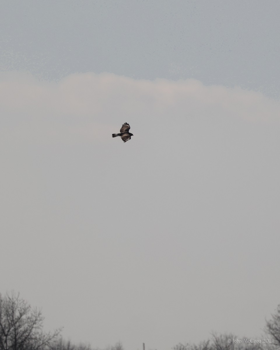 Rough-legged Hawk - ML405857941